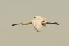 Spoonbill at Vange Marsh (RSPB) (Steve Arlow) (112325 bytes)